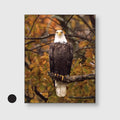 Eagle Autumn Watch