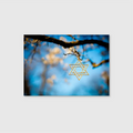 Golden Star Hanging (Graphic Only)